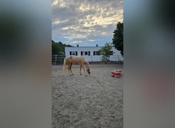 Partbred árabe, Yegua, 3 años, 155 cm, Palomino