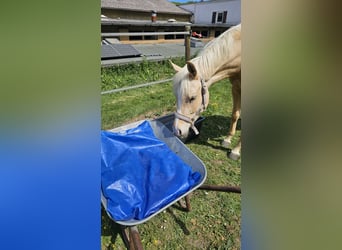 Partbred árabe, Yegua, 3 años, 155 cm, Palomino