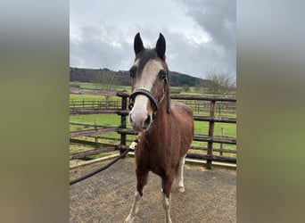 Partbred árabe, Yegua, 4 años, 143 cm, Castaño