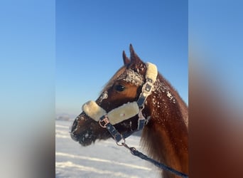 Partbred árabe Mestizo, Yegua, 4 años, 155 cm, Alazán-tostado