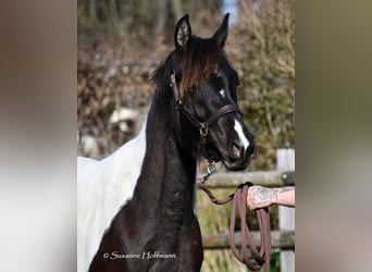Partbred árabe, Yegua, 4 años, 158 cm, Tobiano-todas las-capas