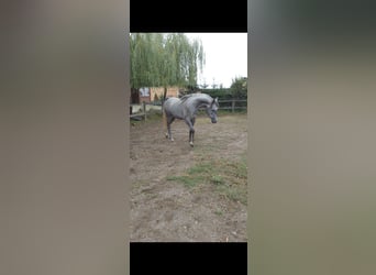 Partbred árabe, Yegua, 4 años, Tordo