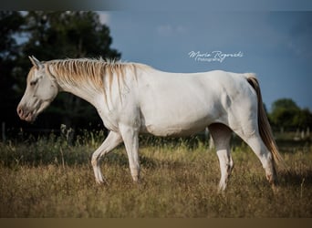 Partbred árabe, Yegua, 5 años, 151 cm, Champán