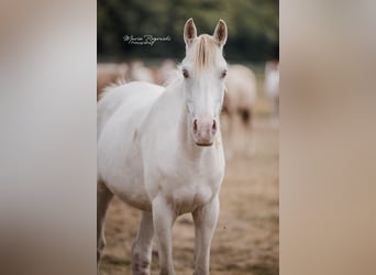Partbred árabe, Yegua, 5 años, 151 cm, Champán