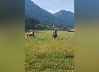 Partbred árabe, Yegua, 5 años, 155 cm, Tobiano-todas las-capas