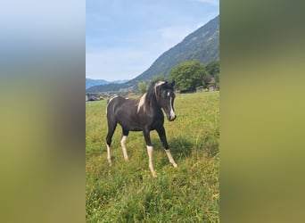 Partbred árabe, Yegua, 5 años, 155 cm, Tobiano-todas las-capas