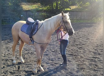 Partbred árabe, Yegua, 5 años, 163 cm, Palomino