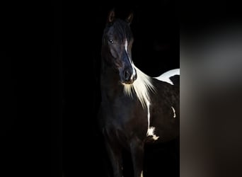 Partbred árabe, Yegua, 5 años, Tobiano-todas las-capas