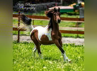 Partbred árabe, Yegua, 6 años, 148 cm