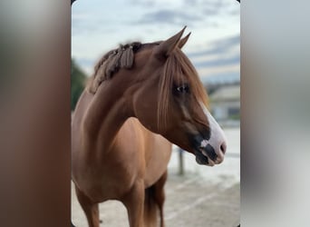 Partbred árabe, Yegua, 7 años, 150 cm, Alazán