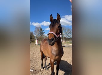 Partbred árabe, Yegua, 8 años, 160 cm, Castaño
