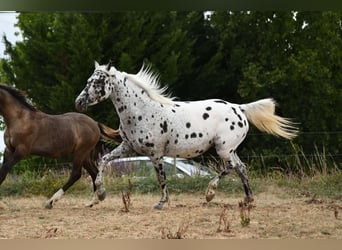 Partbred árabe, Yegua, 9 años, 147 cm, Atigrado/Moteado