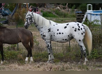 Partbred árabe, Yegua, 9 años, 147 cm, Atigrado/Moteado