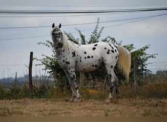 Partbred árabe, Yegua, 9 años, 147 cm, Atigrado/Moteado