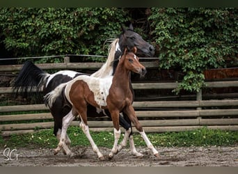 Partbred árabe, Yegua, 9 años, 152 cm, Tobiano-todas las-capas