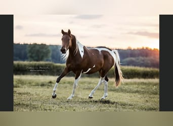 Partbred árabe, Yegua, 9 años, 158 cm, Pío