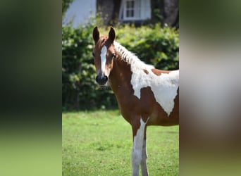 Partbred árabe, Yegua, Potro (01/2023), 100 cm, Tobiano-todas las-capas