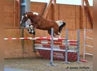 Partbred árabe, Yegua, Potro (01/2023), 100 cm, Tobiano-todas las-capas