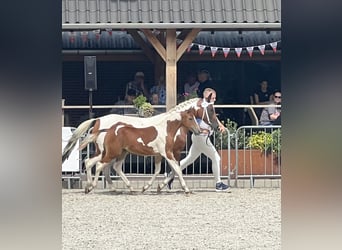 Partbred árabe, Yegua, Potro (01/2023), 100 cm, Tobiano-todas las-capas