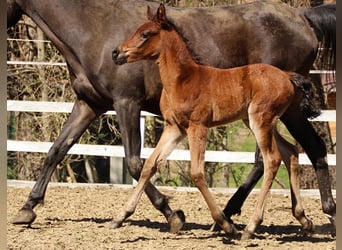 Partbred árabe, Yegua, , 150 cm, Castaño