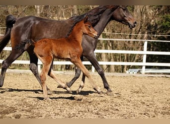 Partbred árabe, Yegua, , 150 cm, Castaño