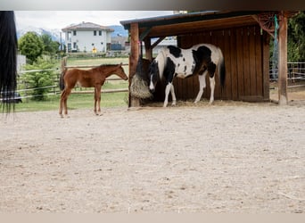 Partbred árabe, Yegua, Potro (04/2026), 152 cm, Castaño