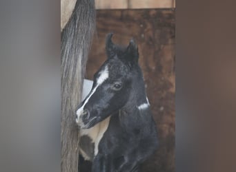Partbred árabe, Yegua, Potro (03/2026), 152 cm, Tobiano-todas las-capas