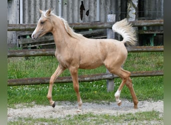 Partbred árabe, Yegua, Potro (02/2024), 153 cm, Palomino