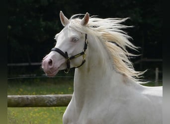 Partbred árabe, Yegua, Potro (02/2024), 153 cm, Palomino