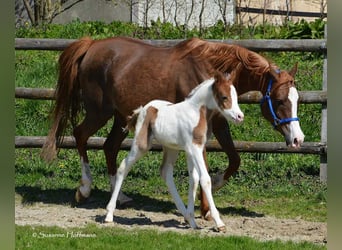 Partbred árabe, Yegua, Potro (04/2023), 153 cm, Tobiano-todas las-capas