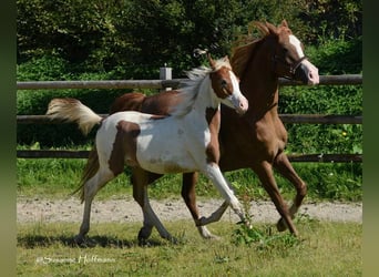 Partbred árabe, Yegua, Potro (04/2023), 153 cm, Tobiano-todas las-capas