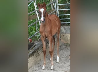 Partbred árabe, Yegua, Potro (03/2025), 155 cm, Alazán