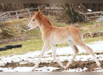 Partbred árabe, Yegua, Potro (02/2026), 155 cm, Alazán