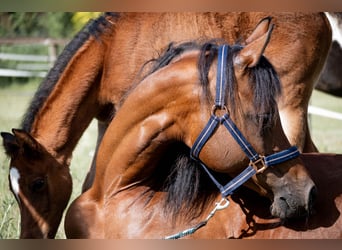 Partbred árabe, Yegua, Potro (03/2026), 155 cm, Castaño