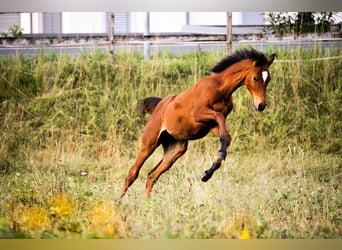 Partbred árabe, Yegua, Potro (03/2026), 155 cm, Castaño