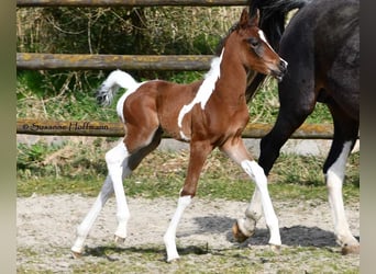 Partbred árabe, Yegua, , 155 cm, Tobiano-todas las-capas