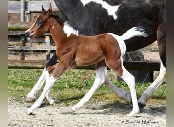 Partbred árabe, Yegua, , 155 cm, Tobiano-todas las-capas