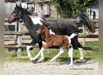 Partbred árabe, Yegua, , 155 cm, Tobiano-todas las-capas