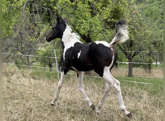 Partbred árabe, Yegua, Potro (05/2026), 155 cm, Tobiano-todas las-capas