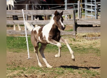 Partbred árabe, Yegua, Potro (03/2026), 156 cm, Tobiano-todas las-capas