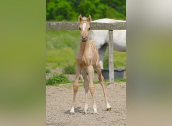 Partbred árabe, Yegua, Potro (01/2026), Palomino