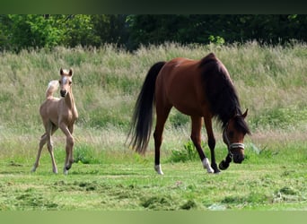 Partbred árabe, Yegua, Potro (01/2026), Palomino