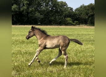 Partbred árabe, Yegua, , Tordillo negro
