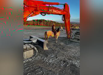 Paso Fino, Caballo castrado, 10 años, 150 cm