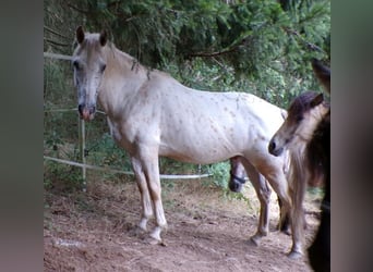 Paso Fino Mestizo, Caballo castrado, 15 años, 142 cm, Atigrado/Moteado