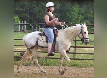 Paso Fino Mestizo, Caballo castrado, 15 años, 142 cm, Atigrado/Moteado