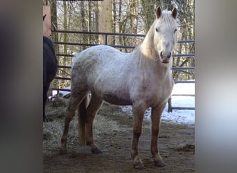 Paso Fino Mestizo, Caballo castrado, 15 años, 142 cm, Atigrado/Moteado