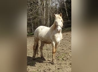 Paso Fino Mestizo, Caballo castrado, 15 años, 142 cm, Atigrado/Moteado