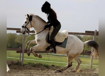 Paso Fino Mestizo, Caballo castrado, 16 años, 143 cm, Tordo