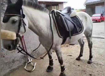 Paso Fino Mestizo, Caballo castrado, 16 años, 143 cm, Tordo